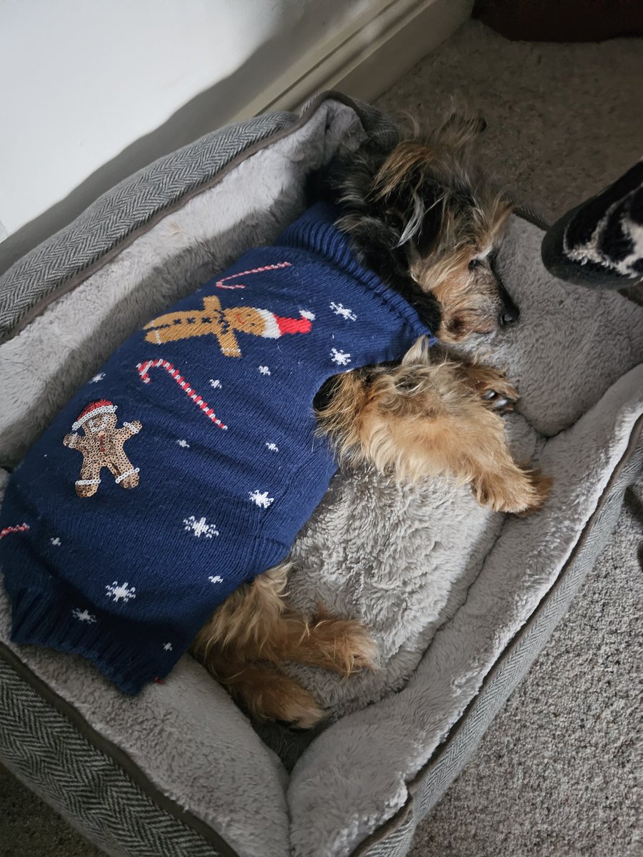 bo_boesbear's tweet photo. Mom got pup innsa night an i was snug in me bid round fur bed... but i was in me ickle square postage stamp bed fis mawning wen muvver gots up
#Cosy #Warm #oldDogs
#BlindDog #DeafDog #DementiaDog https://t.co/gISC5KNSZn