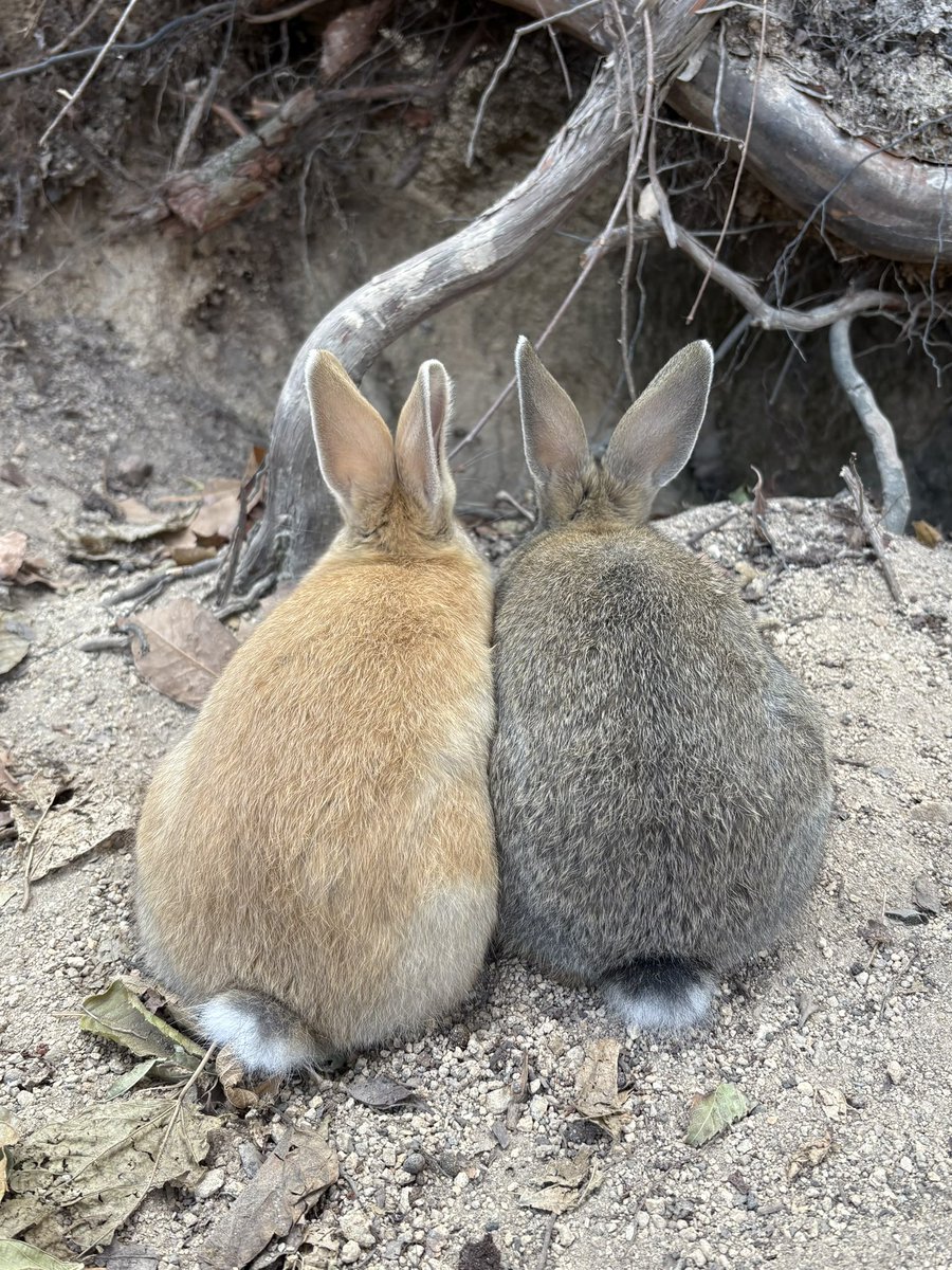 ﾋﾟﾅﾉ tweet media