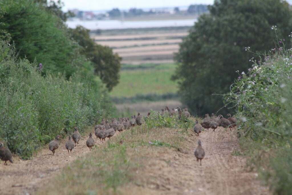 Wild Justice tweet media