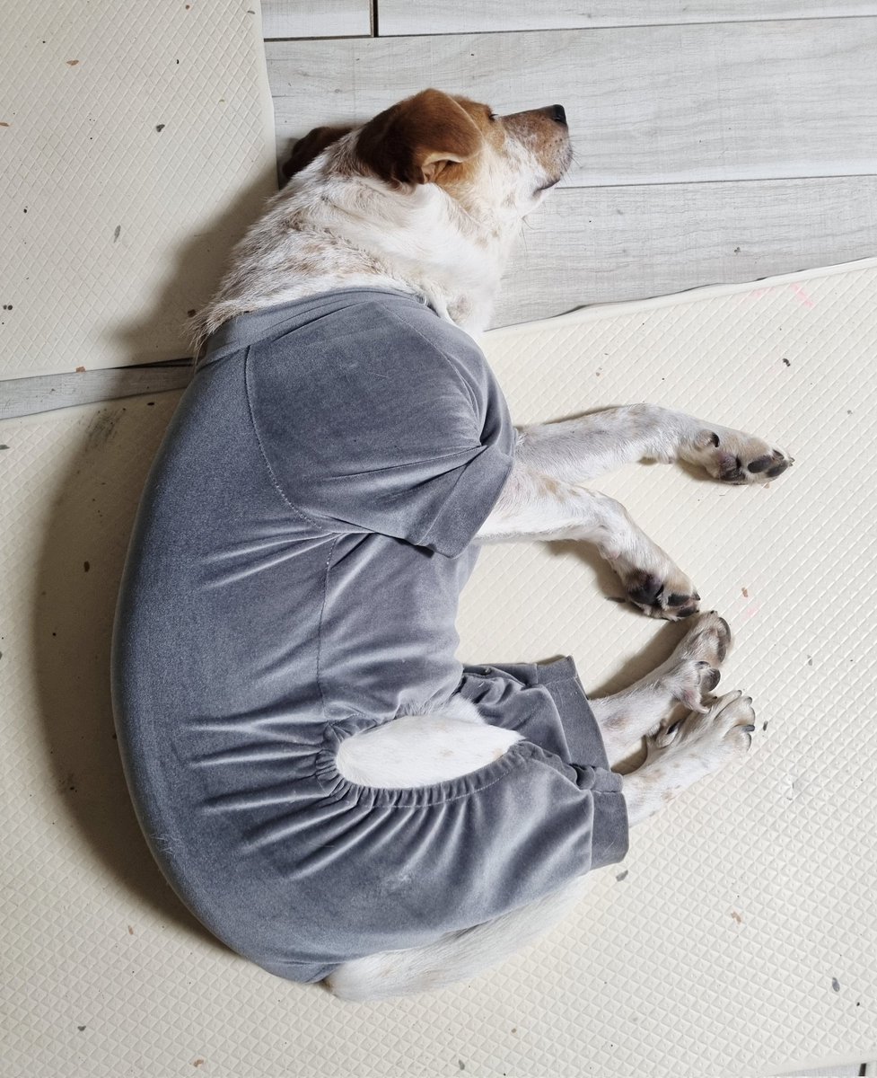 간식도 먹고 복도 중간이 대자로 뻗어서 자요

#가족찾는마일로