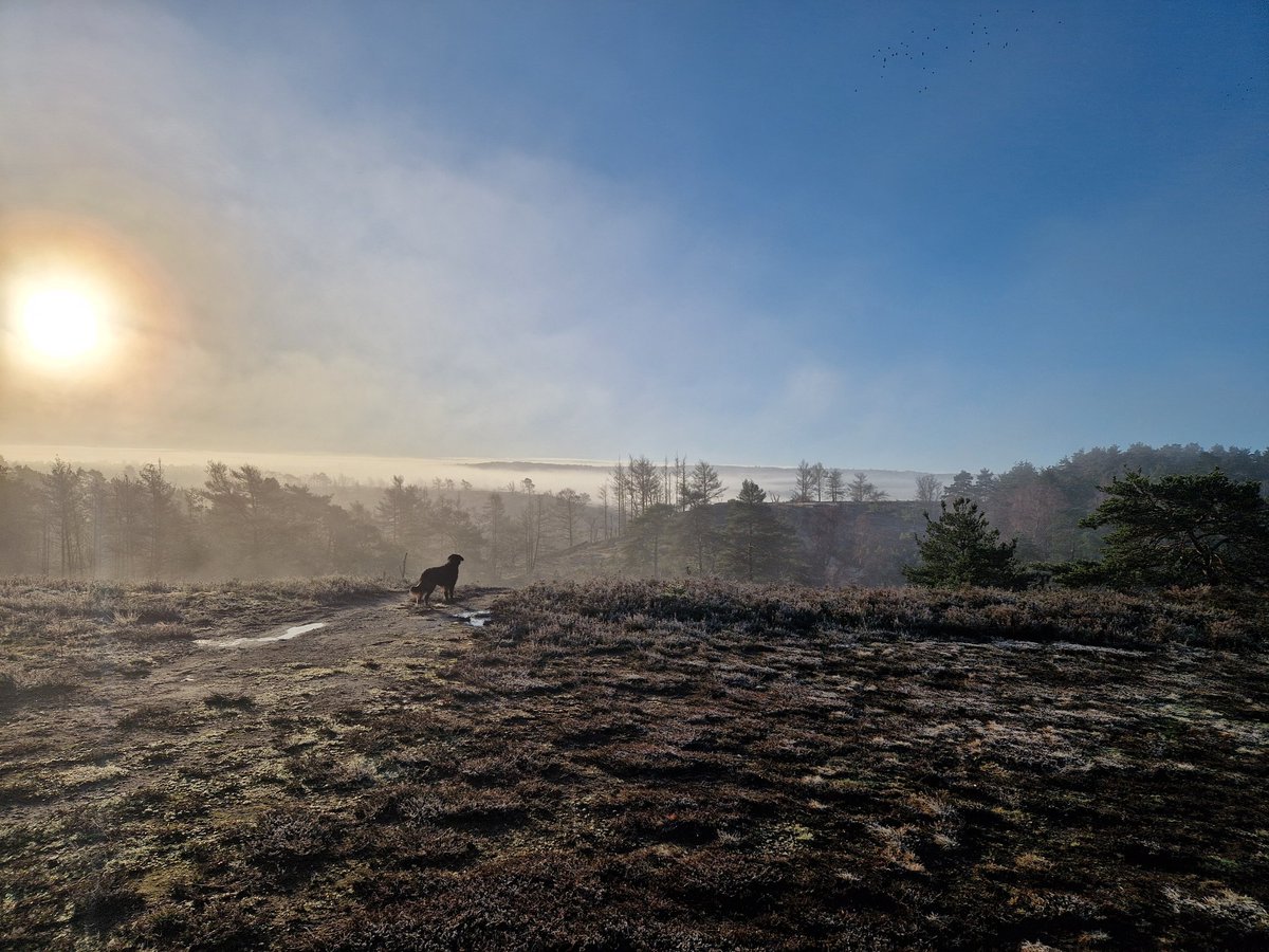 Molly enjoying the view over Hankley Common this morning.
