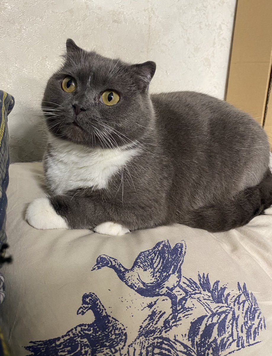 Екатерина tweet media