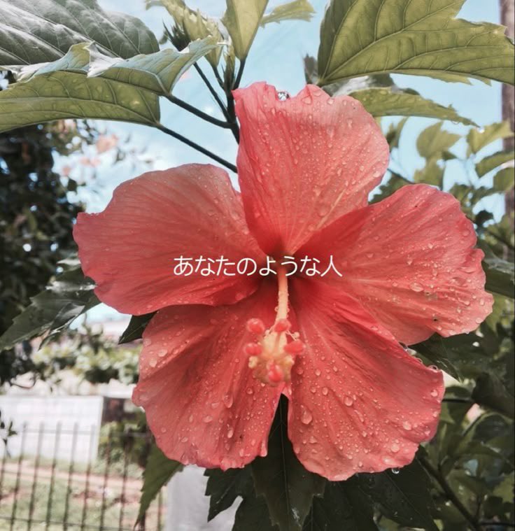 rinter's tweet image. “merry christmas” (sorry i’m late). i grabbed a santa hat and imagined being santa for a bit. if i were santa, what would you ask for? one wish only. tmi: this santa came out of the mirror.