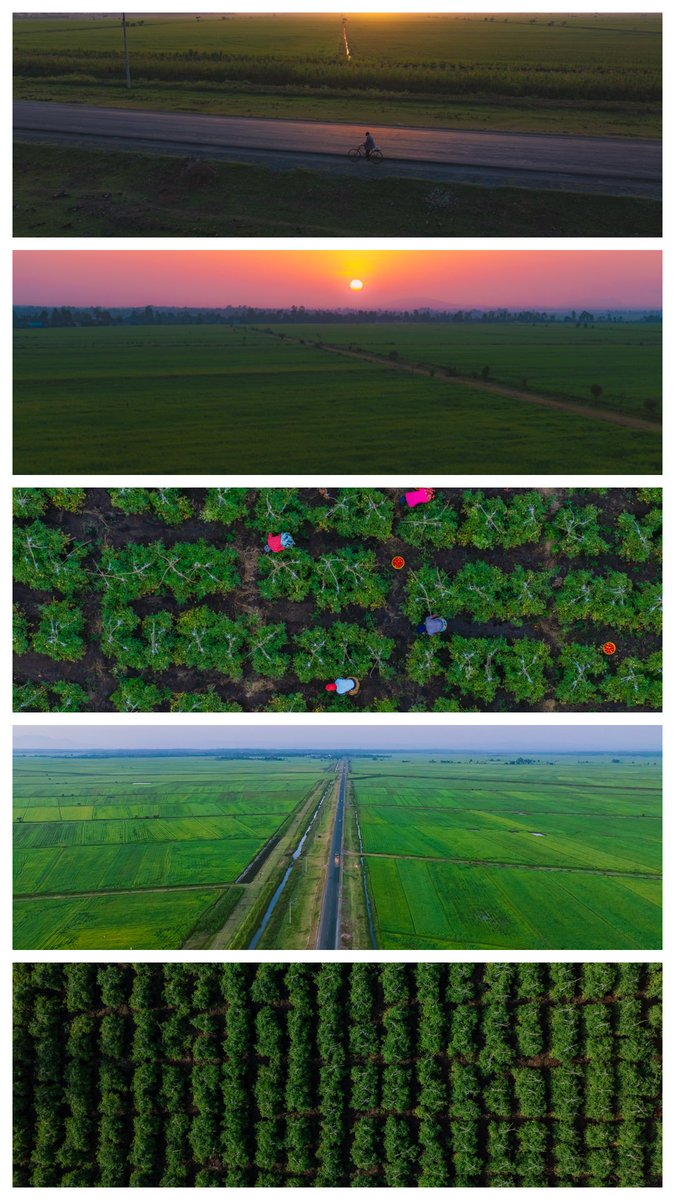 theMagunga's tweet image. Mwea Town