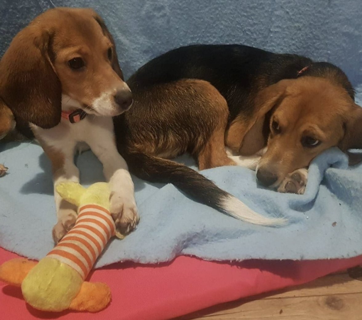 waynehhsiung's tweet image. MBR Acres planned to drain hundreds of puppies of their blood, killing them and harvesting their organs. 

Instead, these two puppies, who lived their entire lives in a concrete cage, felt softness and love for the first time. 

This is why the right to rescue matters.