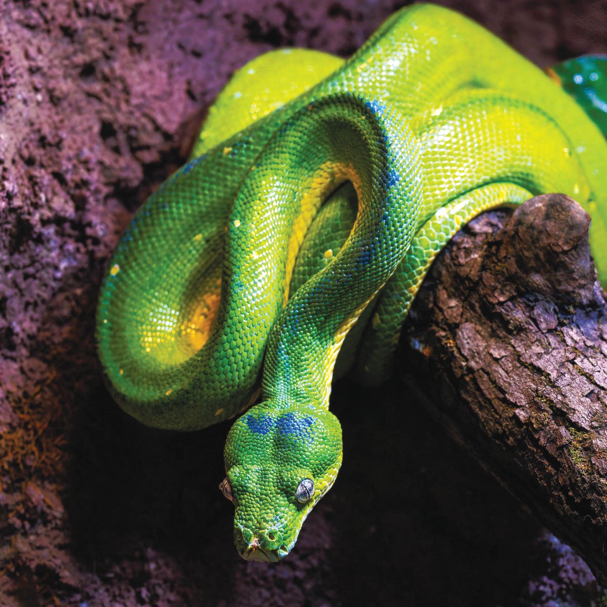 The Week Junior Science+Nature tweet media