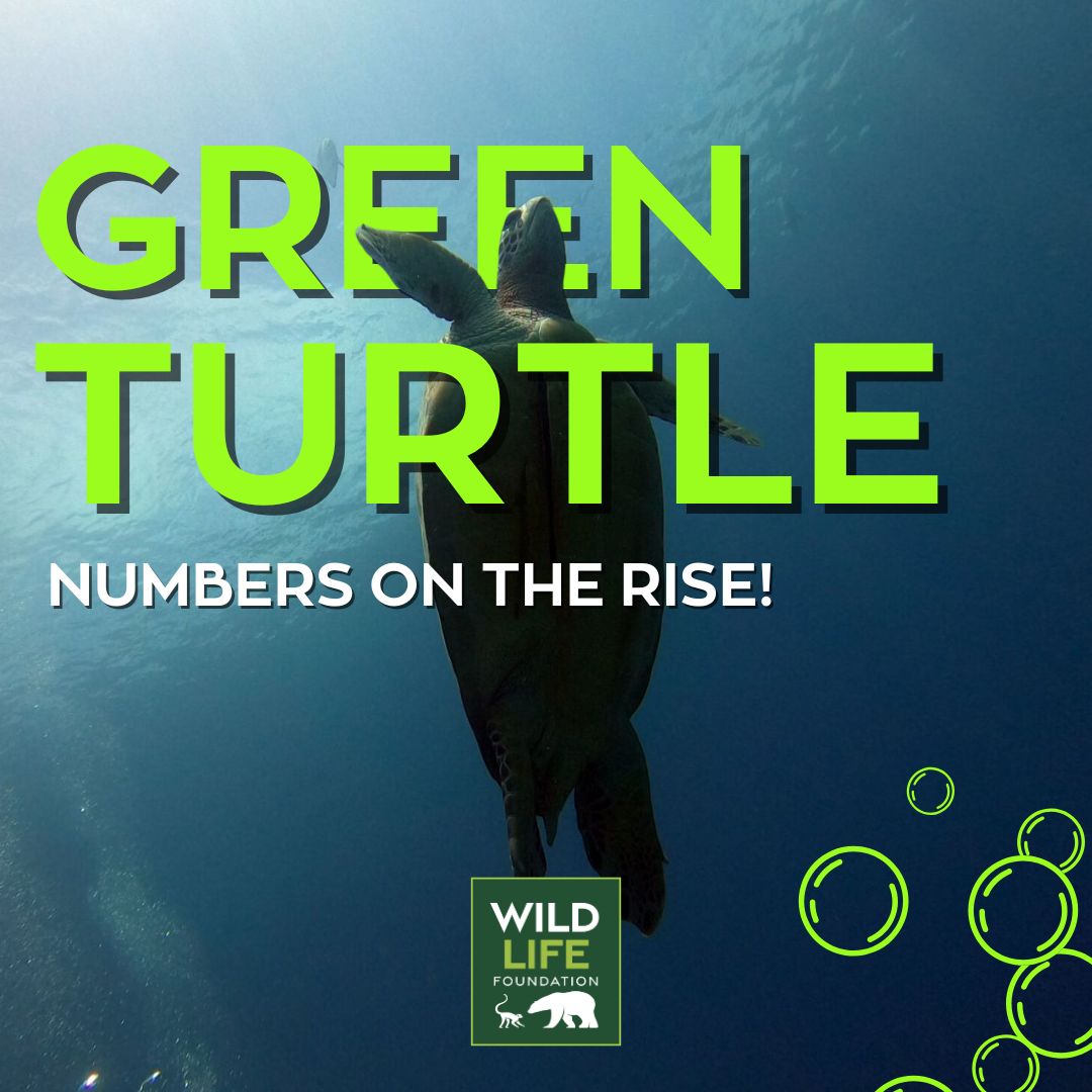 WildLife Foundation tweet media