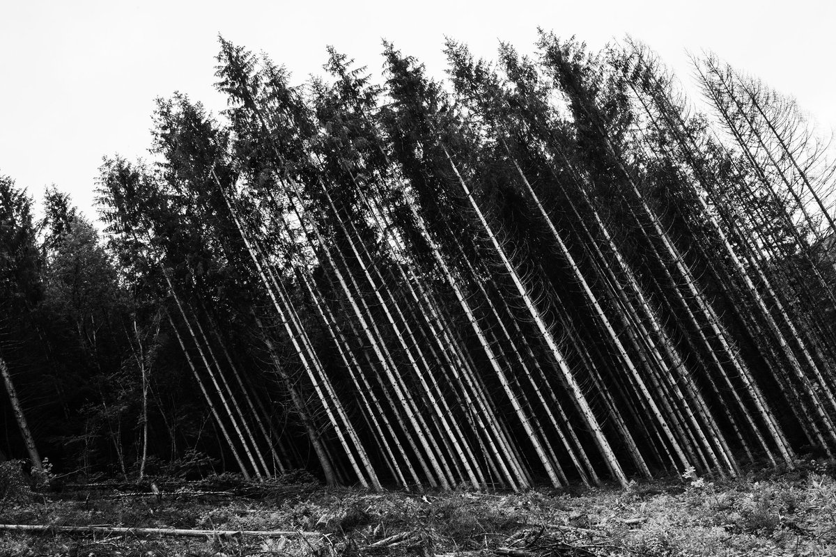 devisu_art's tweet image. Noire campagne 📷