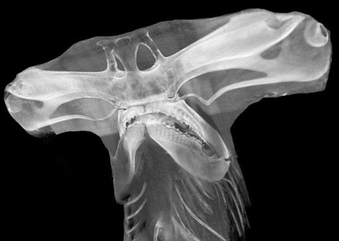Rainmaker1973's tweet image. What an X-ray of a hammerhead shark would look like