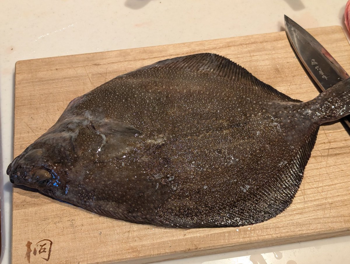 年明けはラゾーナ川崎でサメガレイを買ってきました
売ってるとこはたまに見ますけど、買うのは初めてですね！
どうやって捌けば良いのかよくわかりませんでした…
煮付けで食べましたが超美味しかったです
普通のカレイより美味しいかも