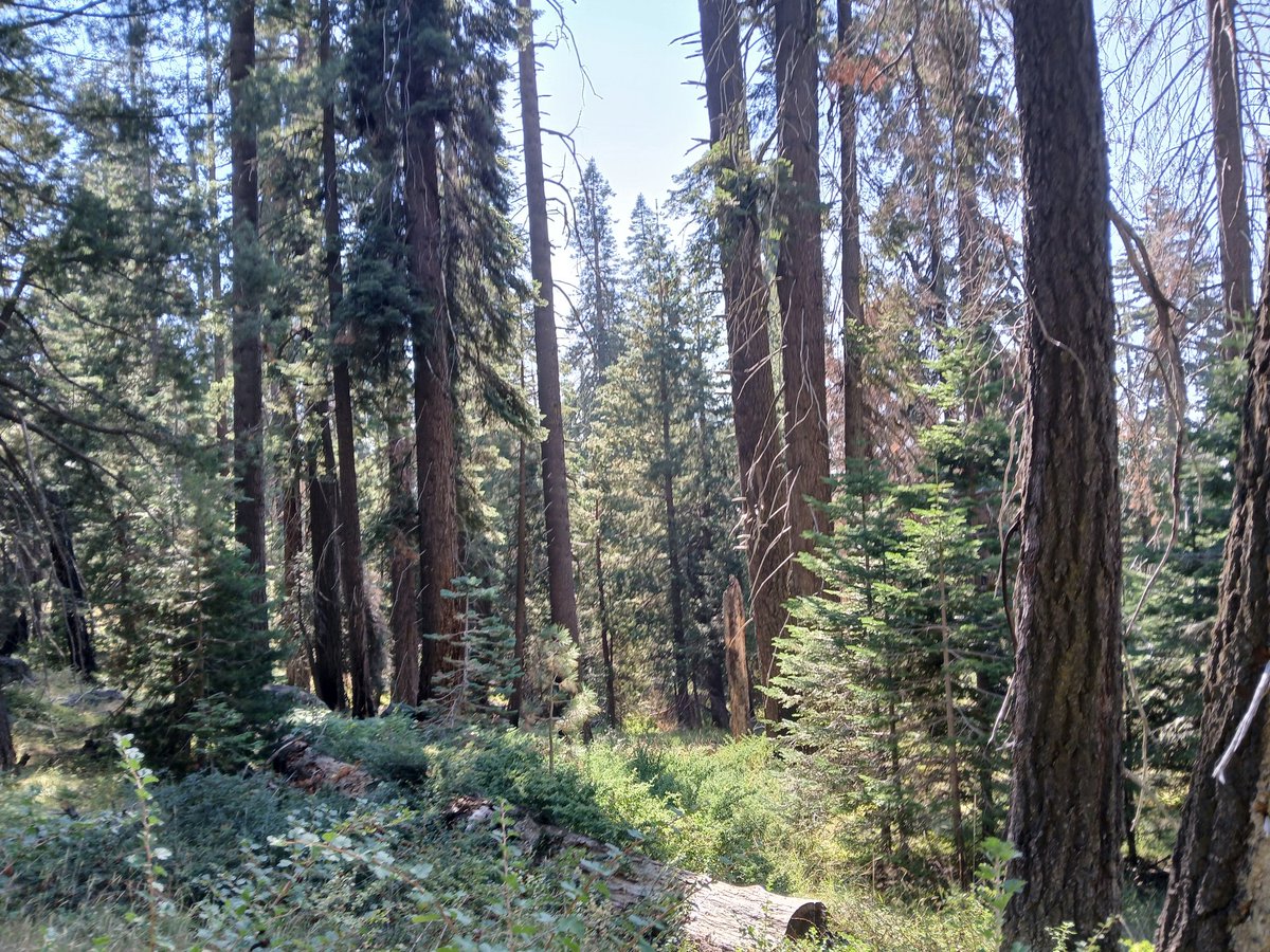 MaraJadeSkywalk's tweet photo. Giant Forest - Sequoia National Park 🌲

#StarWars #ReturnOfTheJedi #LukeSkywalker #MaraJadeSkywalker #Endor #Sequoia #NationalPark #California https://t.co/Cw43oh1234