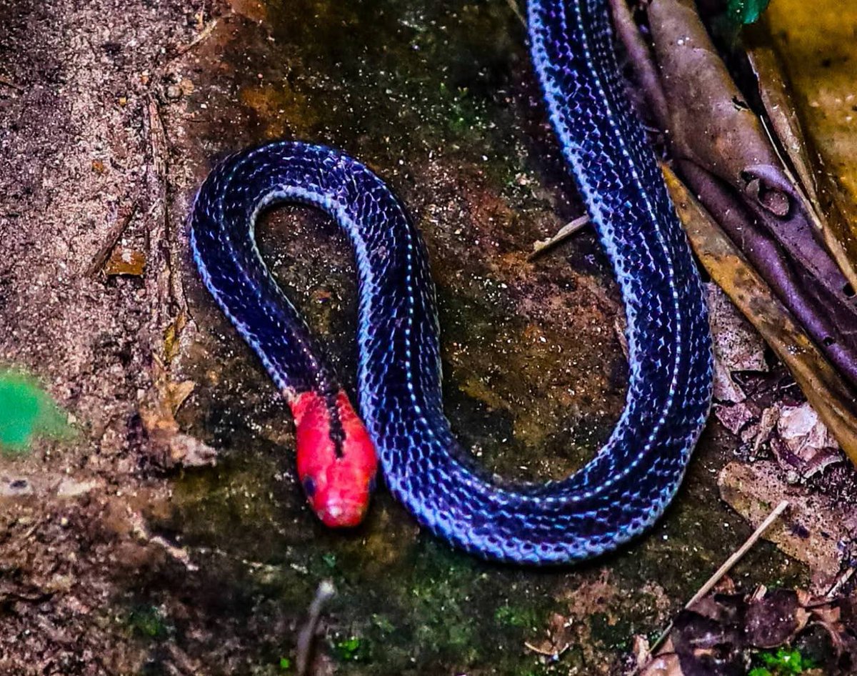 pr_prdnp's tweet image. 🐍 สวย...แต่พิษร้ายแรง! 🟥⬛️
ทำความรู้จัก "งูสามเหลี่ยมหัวแดง" งูหายากที่สุดในตระกูลงูสามเหลี่ยม พบในป่าดิบชื้นภาคใต้รวมถึงเพชรบุรี
​✨ หัว-หางสีแดงสด ลำตัวสีดำ
⚠️ พิษอันตรายถึงชีวิต (ระบบประสาท)
​#งูสามเหลี่ยมหัวแดง #สัตว์ป่า #งูพิษ