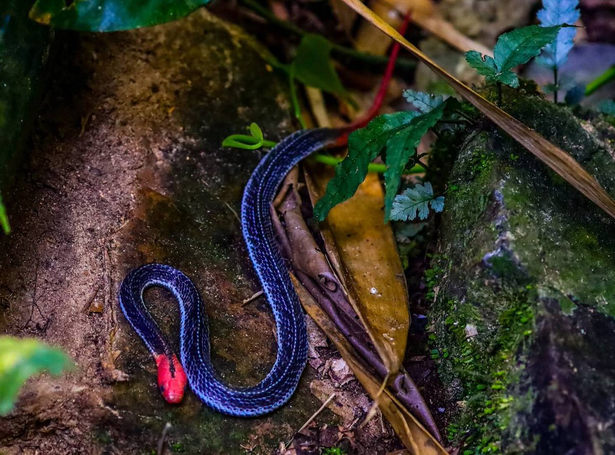 pr_prdnp's tweet image. 🐍 สวย...แต่พิษร้ายแรง! 🟥⬛️
ทำความรู้จัก "งูสามเหลี่ยมหัวแดง" งูหายากที่สุดในตระกูลงูสามเหลี่ยม พบในป่าดิบชื้นภาคใต้รวมถึงเพชรบุรี
​✨ หัว-หางสีแดงสด ลำตัวสีดำ
⚠️ พิษอันตรายถึงชีวิต (ระบบประสาท)
​#งูสามเหลี่ยมหัวแดง #สัตว์ป่า #งูพิษ