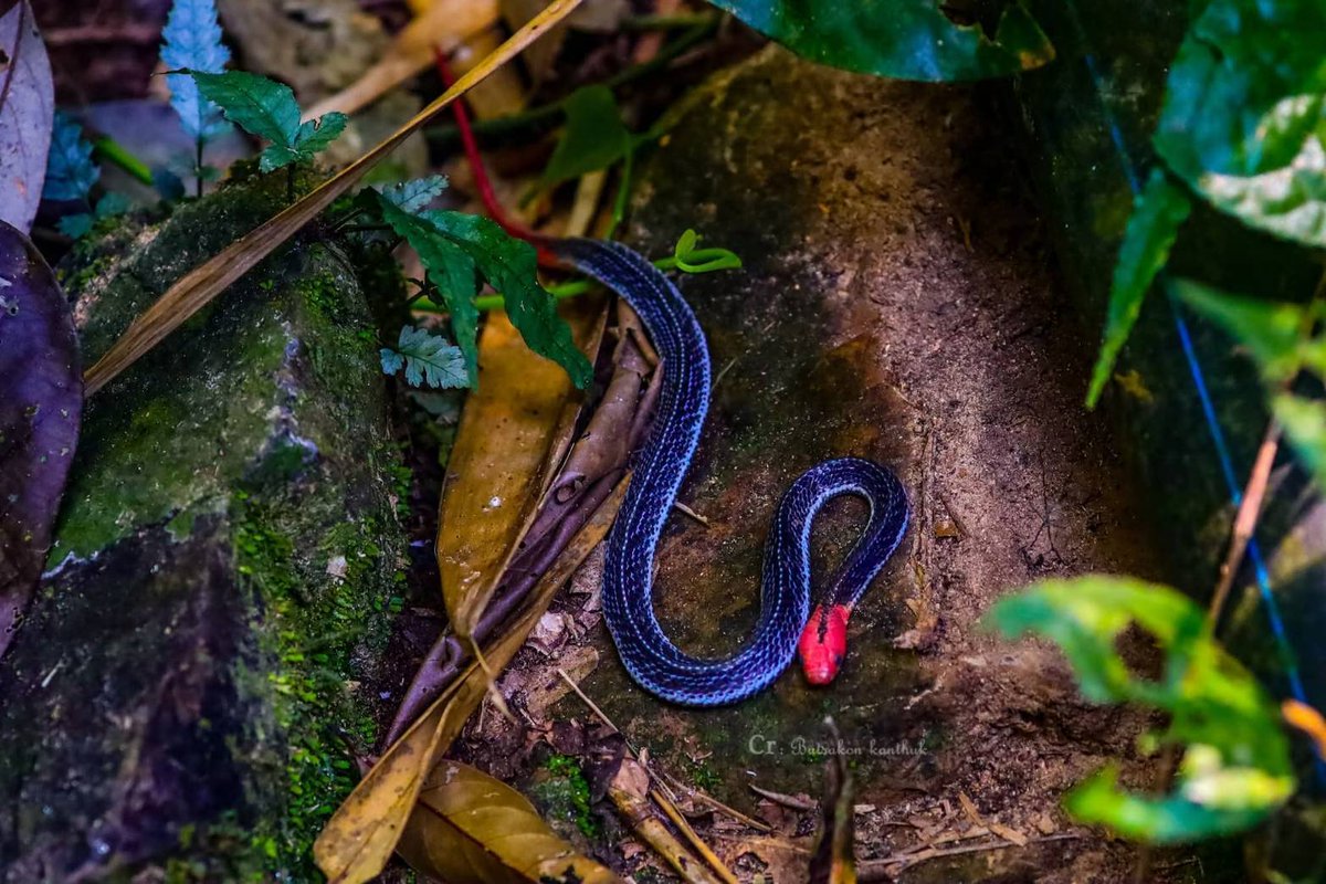 pr_prdnp's tweet image. 🐍 สวย...แต่พิษร้ายแรง! 🟥⬛️
ทำความรู้จัก "งูสามเหลี่ยมหัวแดง" งูหายากที่สุดในตระกูลงูสามเหลี่ยม พบในป่าดิบชื้นภาคใต้รวมถึงเพชรบุรี
​✨ หัว-หางสีแดงสด ลำตัวสีดำ
⚠️ พิษอันตรายถึงชีวิต (ระบบประสาท)
​#งูสามเหลี่ยมหัวแดง #สัตว์ป่า #งูพิษ