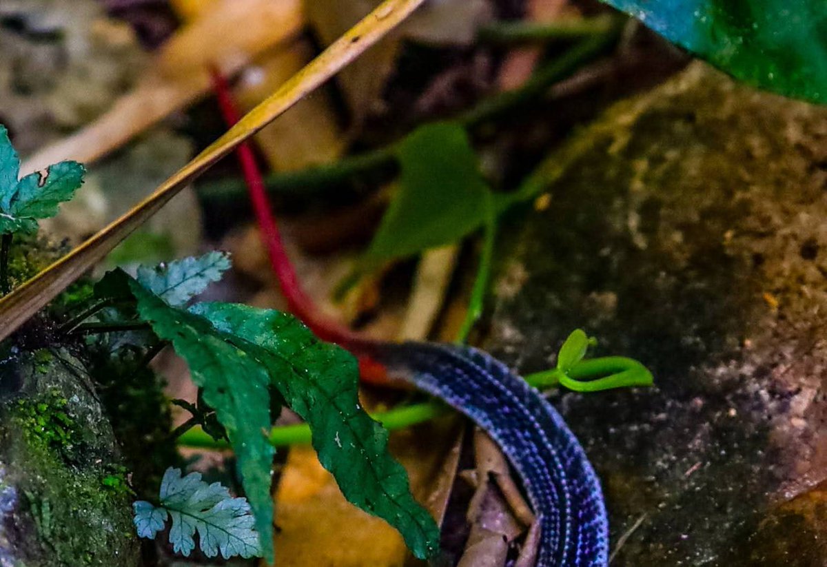 pr_prdnp's tweet image. 🐍 สวย...แต่พิษร้ายแรง! 🟥⬛️
ทำความรู้จัก "งูสามเหลี่ยมหัวแดง" งูหายากที่สุดในตระกูลงูสามเหลี่ยม พบในป่าดิบชื้นภาคใต้รวมถึงเพชรบุรี
​✨ หัว-หางสีแดงสด ลำตัวสีดำ
⚠️ พิษอันตรายถึงชีวิต (ระบบประสาท)
​#งูสามเหลี่ยมหัวแดง #สัตว์ป่า #งูพิษ