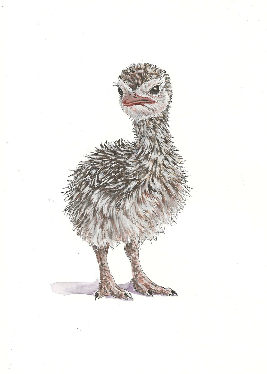 Een inkttekening kleur gegeven. Het is een jong struisvogeltje. 

‘In wat voor wereld ben ik nu weer gezet?’ 
29,7 x 21 cm
Inkt en aquarel op papier 

Retweet is lief