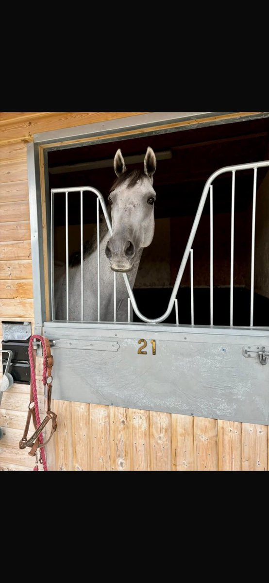 Daniel rees tweet media