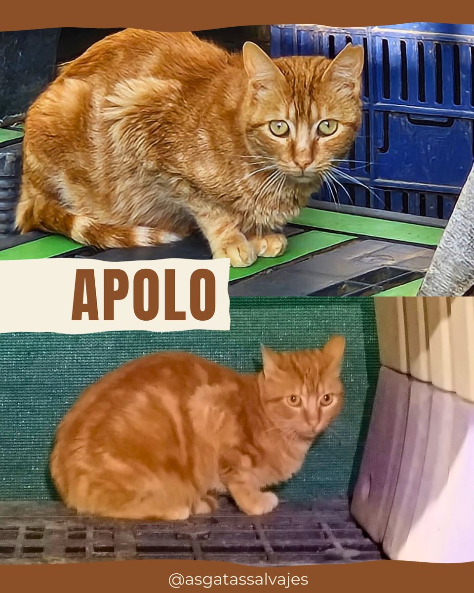 asgatassalvajes's tweet image. 𝗔𝗣𝗢𝗟𝗢, 𝗿𝗲𝗰𝗵𝗮𝘇𝗮𝗱𝗼 𝘆 𝗱𝗲𝘀𝘁𝗲𝗿𝗿𝗮𝗱𝗼😿😢

😻 Nació en agosto 2024
😻 Es positivo a INMUNODEFICIENCIA
😻 Con chip
😻 Vacunado al día
😻 Castrado

¿Quieres adoptarlo? ➡️  wa.link/m194k2