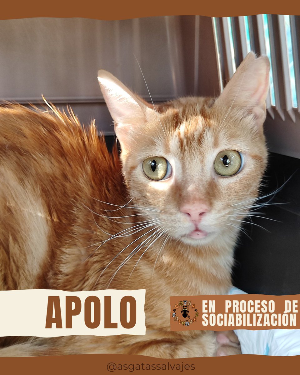 asgatassalvajes's tweet image. 𝗔𝗣𝗢𝗟𝗢, 𝗿𝗲𝗰𝗵𝗮𝘇𝗮𝗱𝗼 𝘆 𝗱𝗲𝘀𝘁𝗲𝗿𝗿𝗮𝗱𝗼😿😢

😻 Nació en agosto 2024
😻 Es positivo a INMUNODEFICIENCIA
😻 Con chip
😻 Vacunado al día
😻 Castrado

¿Quieres adoptarlo? ➡️  wa.link/m194k2