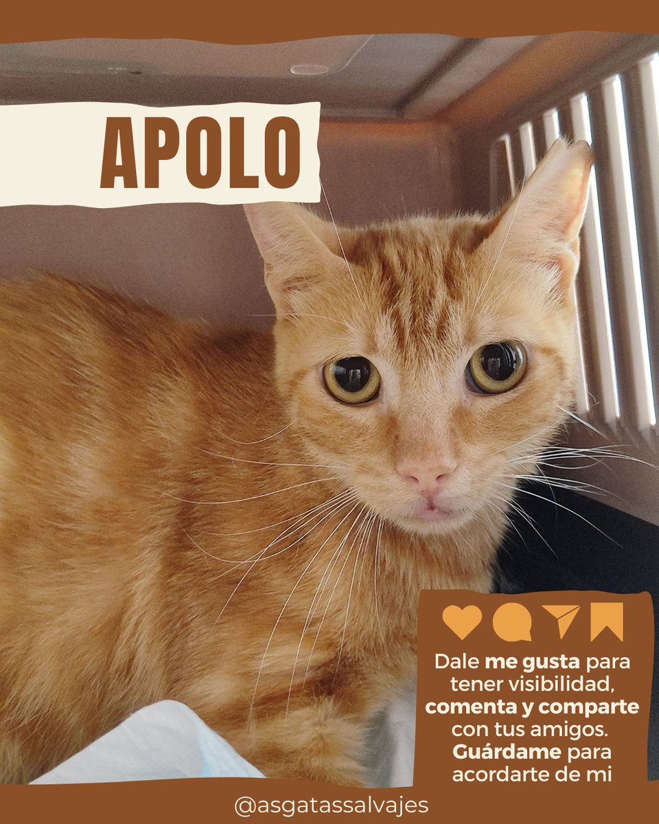 asgatassalvajes's tweet image. 𝗔𝗣𝗢𝗟𝗢, 𝗿𝗲𝗰𝗵𝗮𝘇𝗮𝗱𝗼 𝘆 𝗱𝗲𝘀𝘁𝗲𝗿𝗿𝗮𝗱𝗼😿😢

😻 Nació en agosto 2024
😻 Es positivo a INMUNODEFICIENCIA
😻 Con chip
😻 Vacunado al día
😻 Castrado

¿Quieres adoptarlo? ➡️  wa.link/m194k2