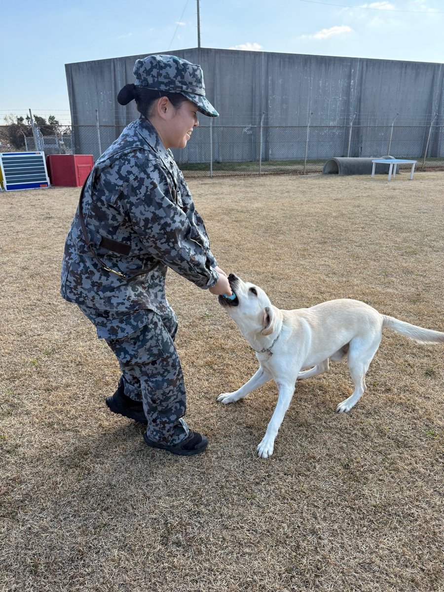 ご挨拶が遅くなりました。令和６年１０月に築城基地に着隊しました警備犬「ジョニー」と申します。早く一人前の警備犬になれるように、日々訓練を頑張っています🐾皆様とお会いできることを楽しみにしています！！
#航空自衛隊
#築城基地
#警備犬