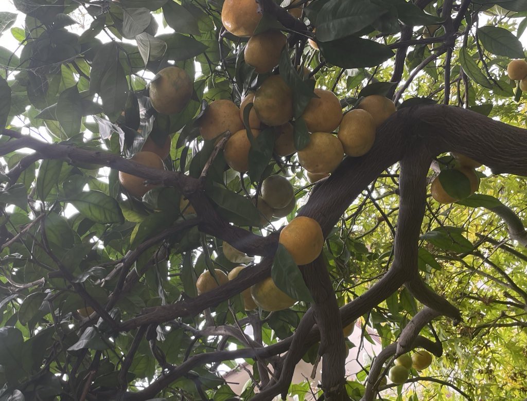 One_Copain's tweet image. One copain明日15日(木)より営業です。
19日(月)は汐入のカギロイさんで早朝サンドウイッチ販売日です。

⭐️全粒粉入りスコーン
⭐️林檎とレーズン入りマフィン
ブレットチップ有ります。⭕️

夏蜜柑ジャム販売始まります。

よろしくお願いします。