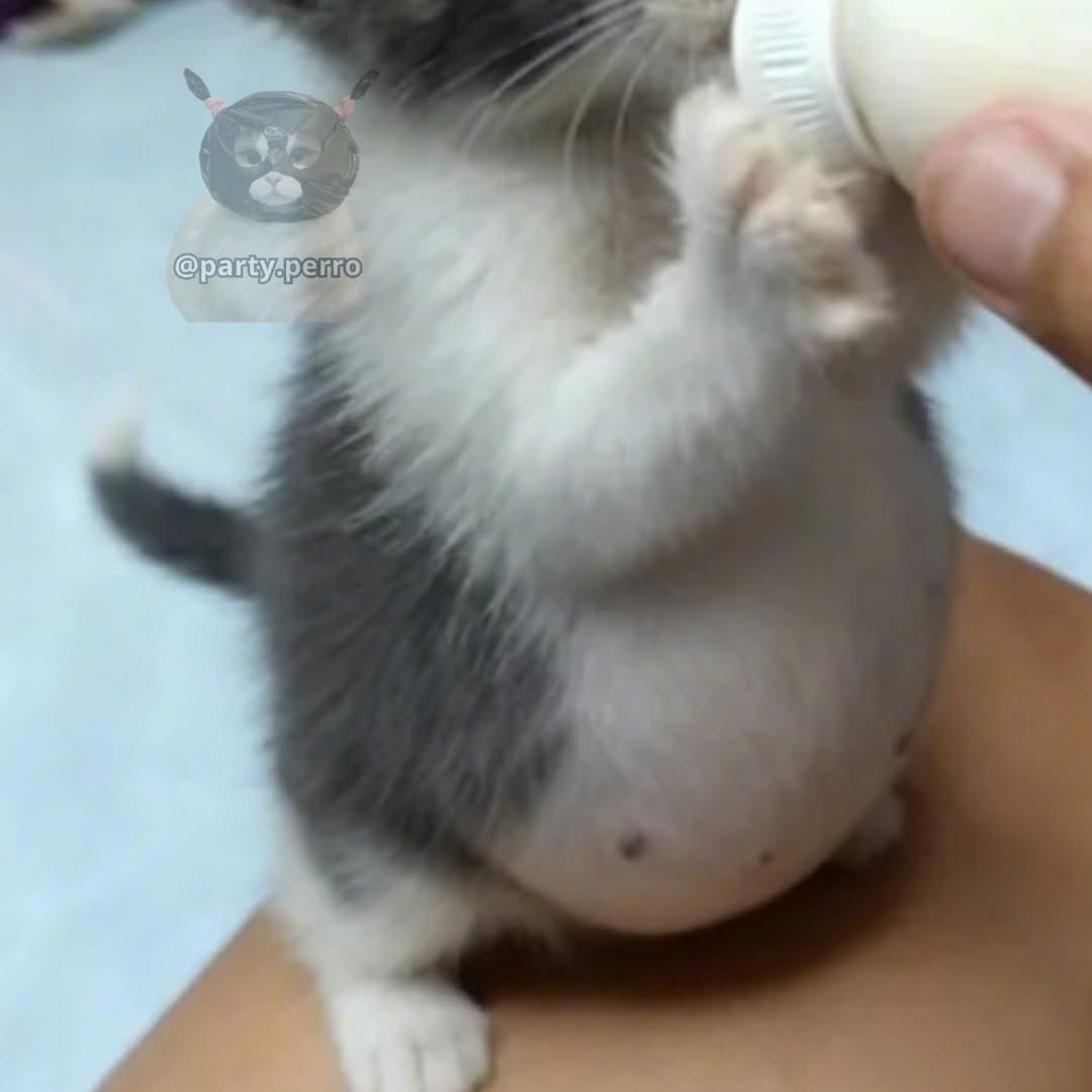 odaradeverdade's tweet image. 7 anos de azar pra quem não der oi pro gatinho pançudo