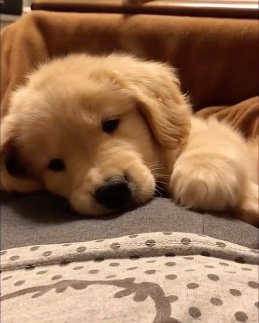 🆔 it's me🐶 tweet media