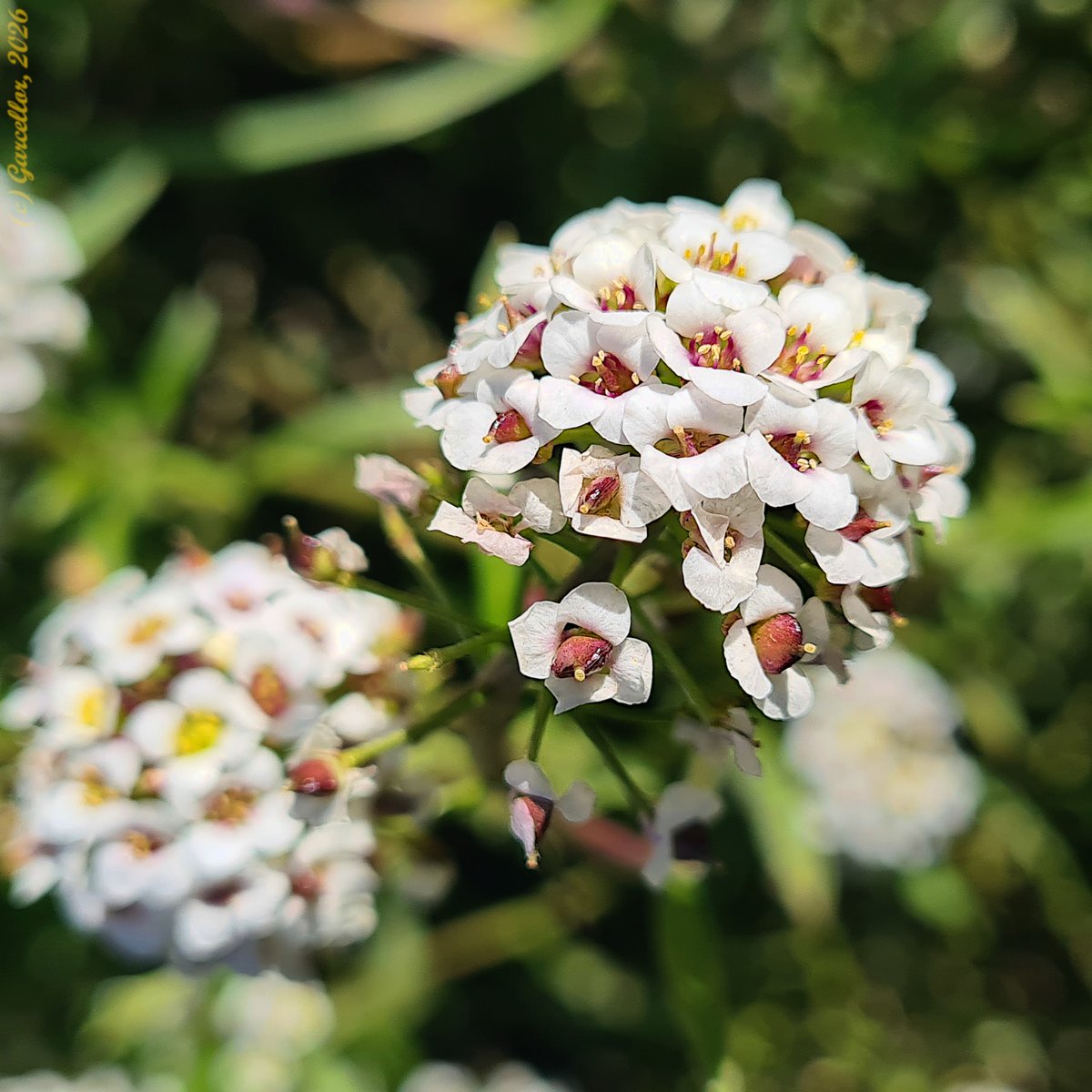 Lobularia maritima - Aliso de mar. 

Quinta de Torre Arias, Madrid, España. Enero de 2026.

#garcellor #lobulariamaritima #alisodemar #quintadetorrearias #floresdeinvierno