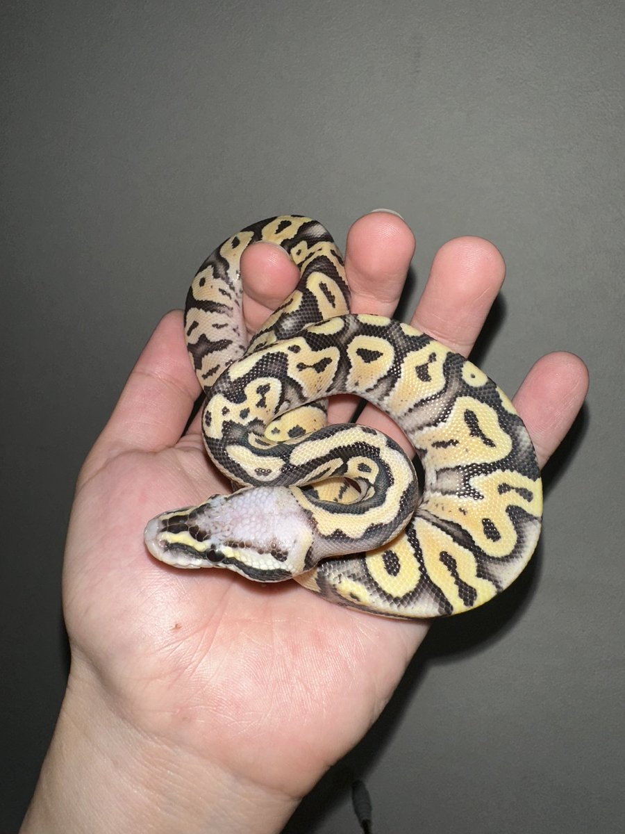 ⚫カイリ🟠 蛇好き tweet media