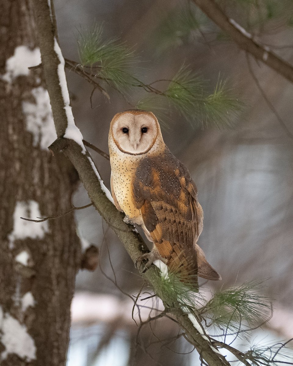 davidlei's tweet image. Cinnamon the UWS barn owl in Central Park last month. I previously posted a more tightly cropped version of this photo for a side-by-side comparison with the other, much lighter barn owl we see. Recent sightings have been sparse despite much searching!

#birdcpp #nature #wildlife