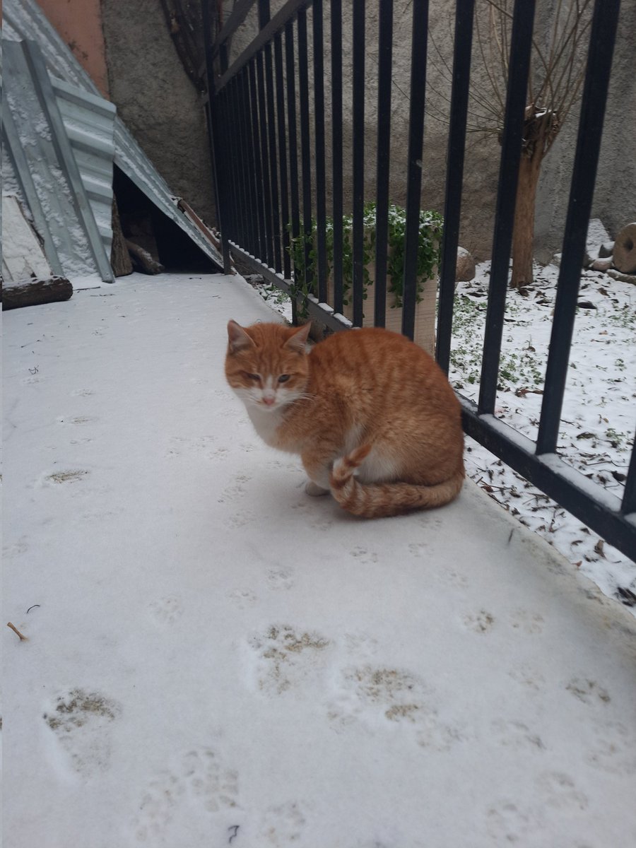 Hava soğuk, Şinasi yuvasız 🥺