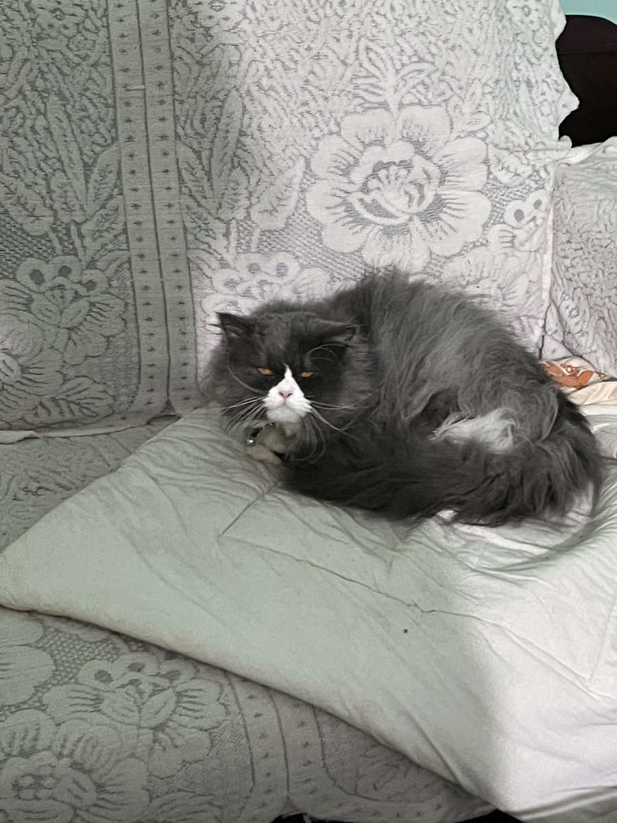 Picassaa24's tweet image. I found this cat on street what should i name her