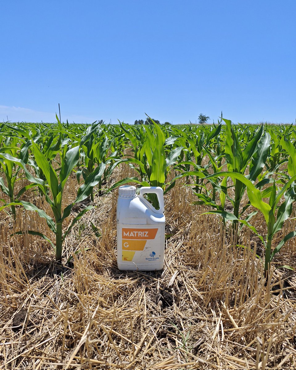 Otro verano desafiante para los cultivos, el estrés a la orden del día y adversidades que se intensifican. 
En <a href="/macciocultivar/">Pedro Maccio y Cía. S.A.</a> seguimos evaluando, no solo para generar nueva  informacion, sino para solidificar los buenos resultados ya obtenidos. 
#MatrizG
#MaccioEspecialidades