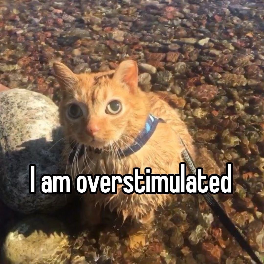 literallymecats's tweet image. 