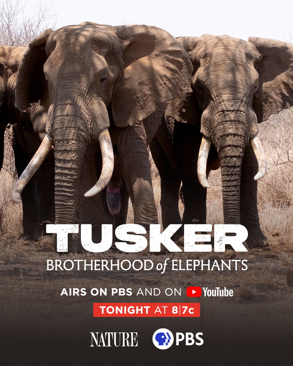 biglifeafrica's tweet image. TONIGHT! 🐘
Tune into @PBSNature to learn about Amboseli’s iconic tuskers—and how Big Life’s rangers protect bulls like Pascal and Esau from poaching, conflict, and habitat loss.

“Tusker: Brotherhood of Elephants” airs at 8/7c on @PBS.