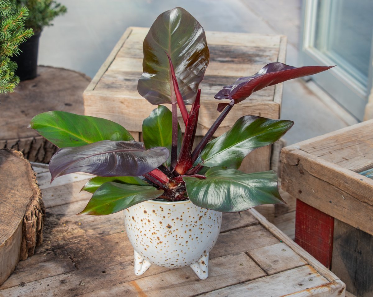 LanohaNurseries's tweet image. Your houseplants deserve a stylish home. Pair your favorite greens with beautiful pots for a look that’s effortless, timeless, and full of personality. Big leaves, cute pottery &amp;amp; small effort = instant plant decor success.
#Houseplants #PlantDecor #PotteryLove #shoplocal