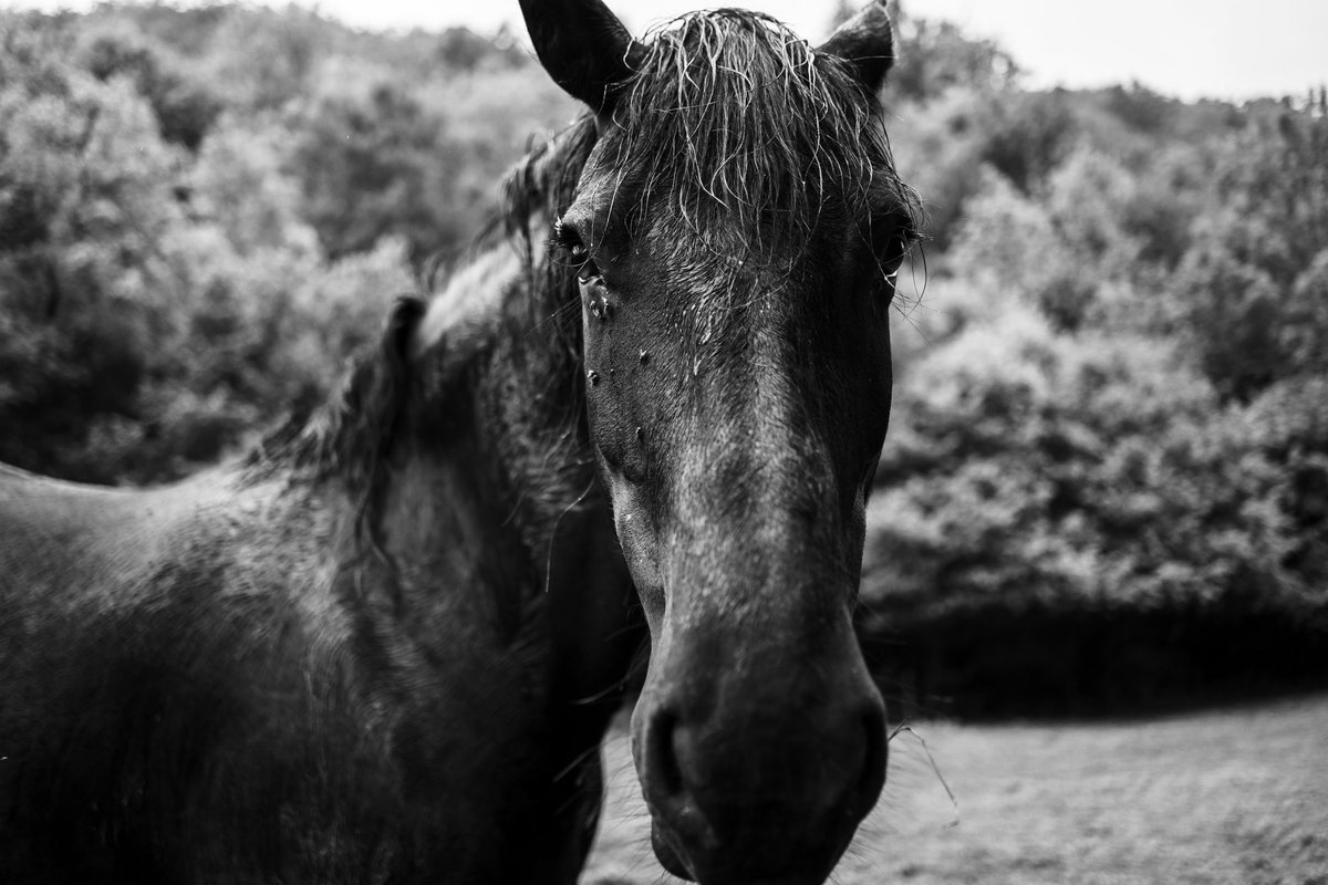 devisu_art's tweet image. La suite, bêtes et temples 📷