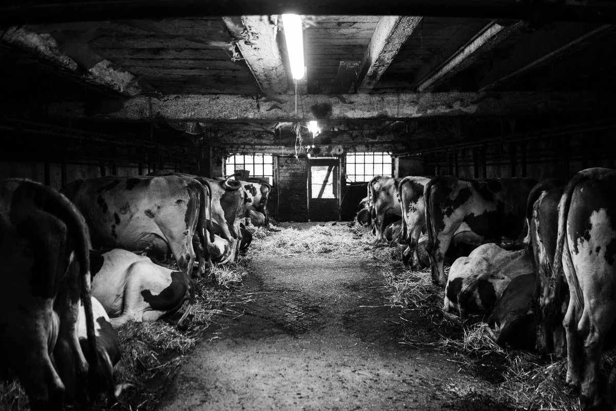 devisu_art's tweet image. La suite, bêtes et temples 📷