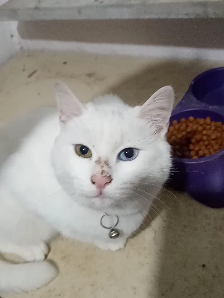 Sokağa atılmış Van kedisi yuva arıyor.
📍İstanbul Tuzla
İletişim: 05334001648
<a href="/Av_Nurmese/">Av_NurMese</a>