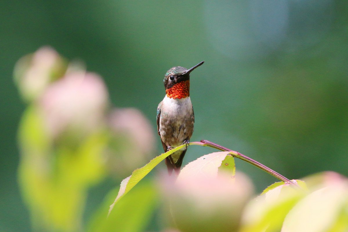 Our Coffee of the Month, Shadow, a dark blend, features the Ruby-throated Hummingbird. They breed in Eastern North America and migrate to coffee growing regions from S. Mexico to Panama. Bird Friendly coffee protects them.  Photo by Paul Crook on Unsplash  #BirdFriendlyCoffee