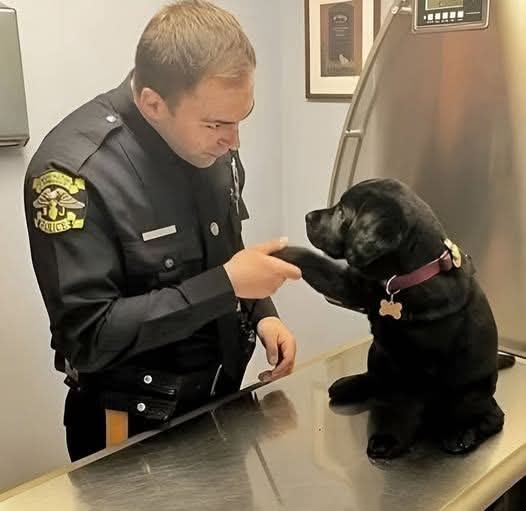 Mr_Husky1's tweet image. He shook his paw  not to say thank you, but goodbye.

They found him tied to a shopping cart, poisoned and barely breathing. The officer who heard his faint whimper wasn’t even supposed to be there  but he stopped, lifted the dying puppy, and stayed all night beside him.

When…