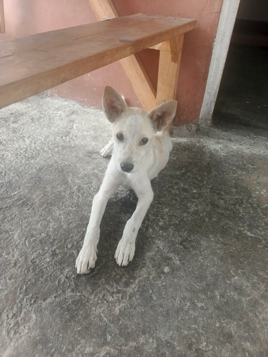 Este perrito debe de tener unos 4 a 5 meses, es macho. Por favor necesita ser adoptado rápido ya que está por ahí desamparado, un niño lo agarró y ya no lo quiso más. Número de contacto 0412-972-11-38 Guarenas