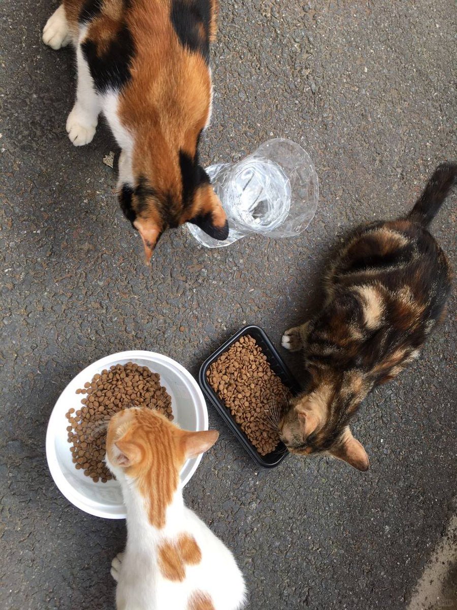 不早睡的kk tweet media