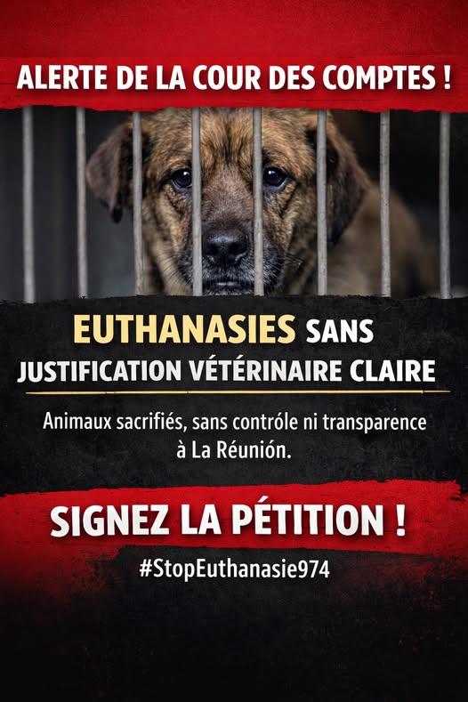 SocAntiFourrure's tweet photo. Découvrez cette photo Instagram de @societeantifourrure2007 Urgent pétition https://t.co/JrHOWkHaOn https://t.co/v99kYhiQYh