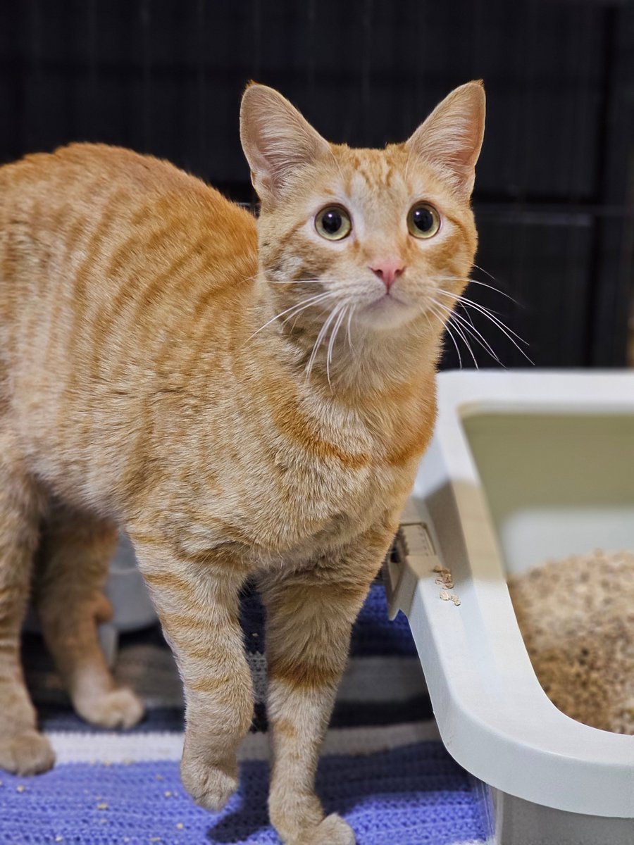 Qué haces cuando sabes que alguien se cambió de casa y dejó a esta hermosura a la deriva? 

Benito es super bien portado. No merecía una toparse con una "familia" horrible. La que creyó su familia, en la que depositó su confianza, lo traicionó.  A pesar de que las leyes ya