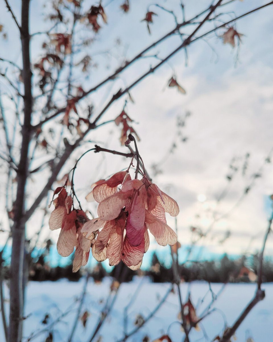 RusticWise's tweet image. ❄️It's quiet here during winter (obviously nothing growing in the outdoor garden!) Just a lot of walking, reflection, rest, and observation. Took these photos the other day on one of our walks.

#winter #wintertree #nature #quietmoments #winterscape #winterwonderland #slowliving