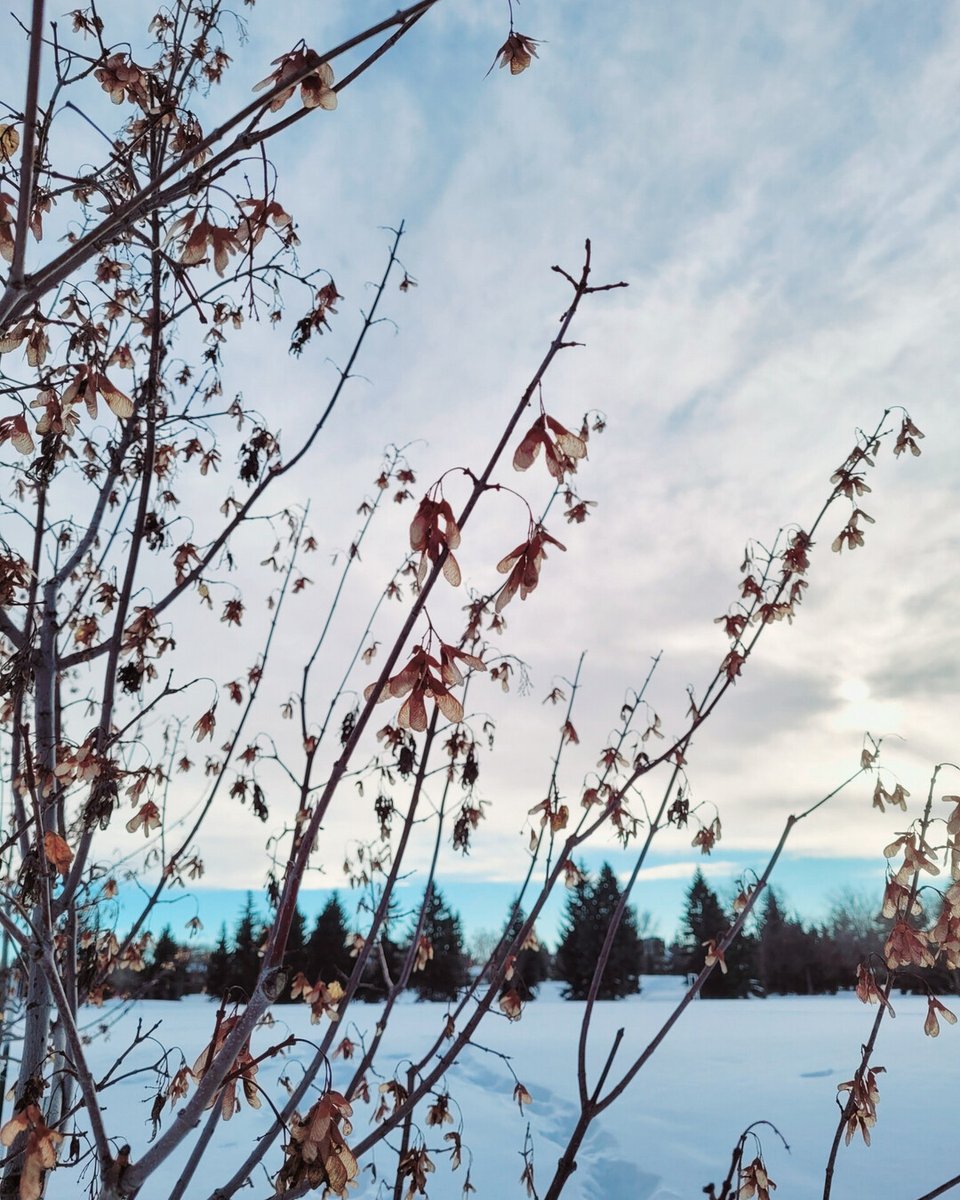 RusticWise's tweet image. ❄️It's quiet here during winter (obviously nothing growing in the outdoor garden!) Just a lot of walking, reflection, rest, and observation. Took these photos the other day on one of our walks.

#winter #wintertree #nature #quietmoments #winterscape #winterwonderland #slowliving