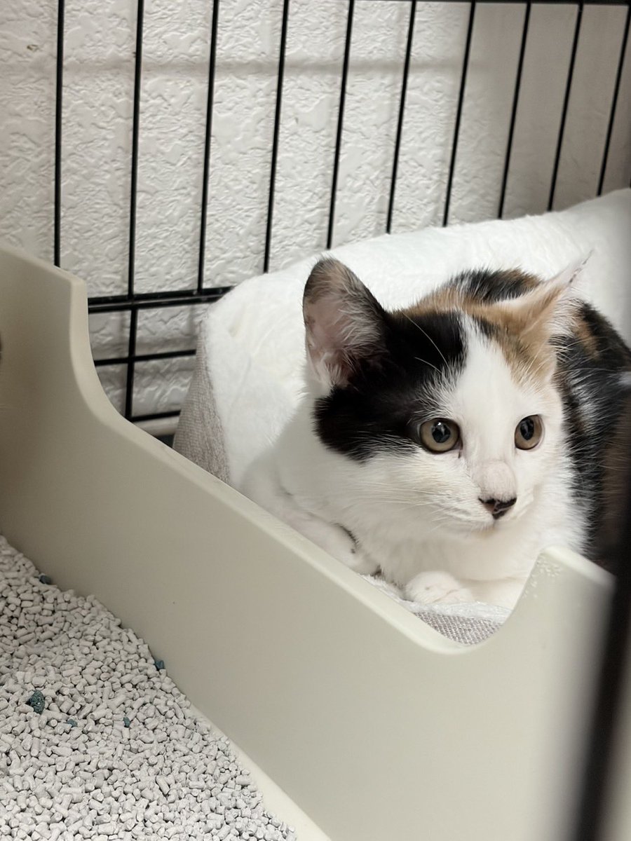 8rjXhLaRHFwK9l2's tweet image. こんなに可愛いのに、全くお問い合わせがない三毛猫ふう♀と茶白のらい♂😿2匹ともウイルス検査は陰性で、人馴れもしてます！
保護猫達に里親さんが決まれば、他に助けを求めている子達を救うことが出来ます。関東地方で里親になって下さる方はDMお待ちしてます🙇‍♀️拡散協力もお願いします🙏
#里親募集