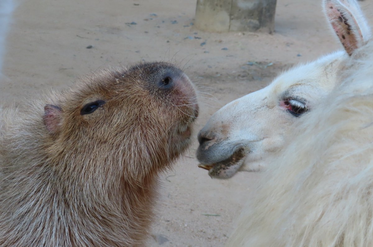 けろけろ (@capyanimal) / Posts / X